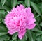 Chinese herbaceous Peony flower-Paeonia lactiflora