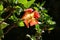 Chinese hibiscus blooms in a city park in northern Israel.