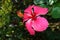 Chinese hibiscus, China rose, Hawaiian hibiscus