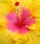 Chinese Hibiscus Flower