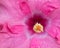 Chinese hibiscus flower stamen