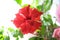 Chinese hibiscus red flower background. Spring flower blooming. Tropical or home plant blossoming closeup flower