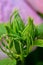 Chinese Hibiscus, Rose-of-China rosa-sinensis,green buds macro vertical