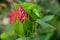 Chinese Hibiscus, Rose-of-China rosa-sinensis, malvaceae, red bud macro horizontal