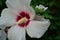 Chinese Hibiscus, Rose-of-China rosa-sinensis, white flower closeup horizontal