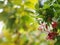 Chinese honey Suckle flower, Rangoon creeper,  red pastel colour tiny tropical fragrant flowers