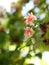 Chinese honey Suckle flower, Rangoon creeper,  red pastel colour tiny tropical fragrant flowers