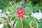 Chinese honeysuckle red flower five petal