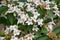 Chinese Honeysuckle shrub Linnaea dipelta, flowering shrub