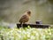 Chinese hwamei songbird perched on a sign 1