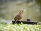 Chinese hwamei songbird perched on a sign 2