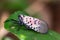 Chinese Invasive Spotted Lanternfly on a tree