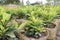 Chinese ixora flower plant on farm