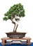 Chinese juniper as bonsai tree