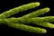 Chinese Juniper (Juniperus chinensis). Twig Closeup
