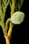 Chinese Juniper (Juniperus chinensis). Young Female Cone Closeup