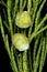 Chinese Juniper (Juniperus chinensis). Young Female Cones Closeup