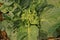 Chinese kale with flower buds