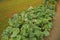 Chinese kale with flower buds