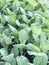 Chinese kale fresh vegetable oganic in fram