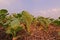 Chinese kale, leafy vegetable production field