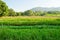 Chinese Kale and Vetiver Grass in field.