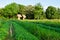 Chinese Kale and Vetiver Grass in field.