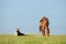 Chinese Kazakh herdsmen with horse at Sailimu lak