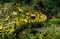 CHINESE KING RATSNAKE elaphe carinata, PORTRAIT OF ADULT