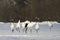 Chinese Kraanvogel; Red-crowned Crane