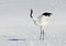 Chinese Kraanvogel; Red-crowned Crane