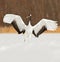 Chinese Kraanvogel, Red-crowned Crane, Grus japonensis