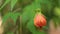 Chinese Lantern Redvein Abutilon HD Footage