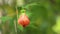 Chinese Lantern Redvein Abutilon Indian Mallow HD Footage