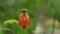 Chinese Lantern Redvein Abutilon Indian Mallow HD Footage