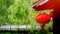 Chinese lanterns hang under eaves in front of willow forest