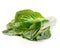 Chinese lettuce in isolated on a white background