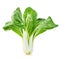 Chinese lettuce in isolated on a white background