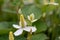 Chinese lizard tail Houttuynia cordata, close-up of flowers