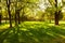 Chinese locust tree forest