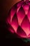 Chinese Lotus Lantern for Mid Autumn Festival