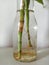 Chinese or Lucky Bamboos Water Propagation Root Systems