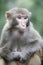 Chinese macaque, adobe rgb
