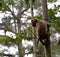 Chinese macaque climb bamboo