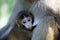 Chinese macaque cub sucking