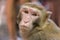 Chinese macaque monkey portrait