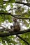 Chinese macaque sit on tree