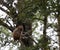 Chinese macaque on the tree