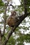 Chinese macaque on tree