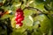 Chinese magnolia vine berries